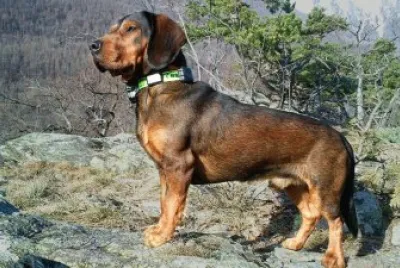 Alpenlandischhe dachsbracke