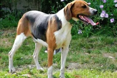 Anglo francais de petite venerie