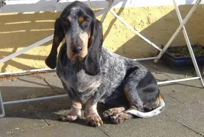 Basset blue de gascogne