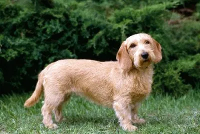 Basset fauve de bretagne