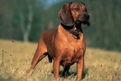 Bayerischer gebirgsschweisshund