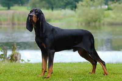 Black and tan coonhound