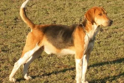 Beagle harrier