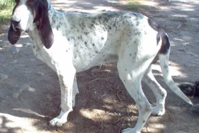 Gascogne saintngeois