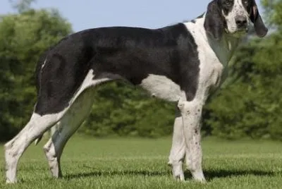 Grand anglo francais blanc et noir