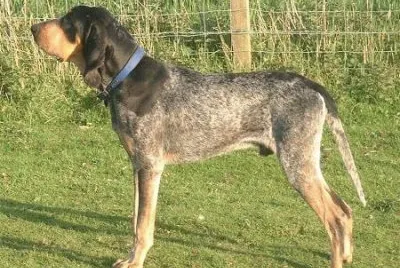 Grand bleu de gascogne