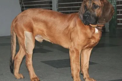 Hannoverischer schweisshund