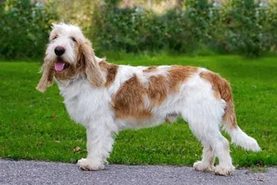 Petit basset griffon vendeen