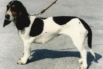 Piccolo segugio svizzero del bernese