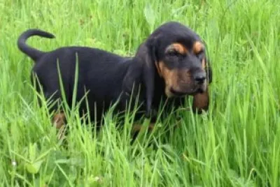 Piccolo segugio svizzero del giura