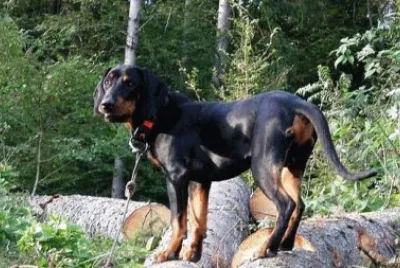 Segugio austriaco nero focato