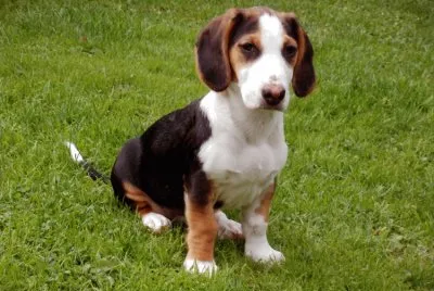 Segugio della vestfalia