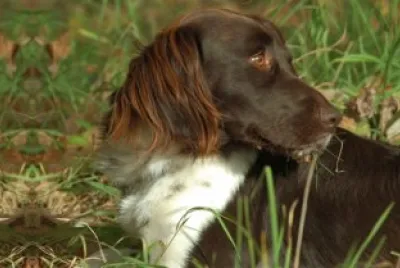 Segugio dell 'appennino