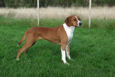 Segugio italiano a pelo raso