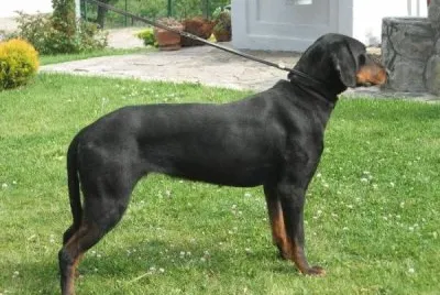 Segugio da montagna jugoslavo