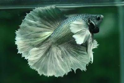 betta jigsaw puzzle