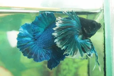 betta jigsaw puzzle