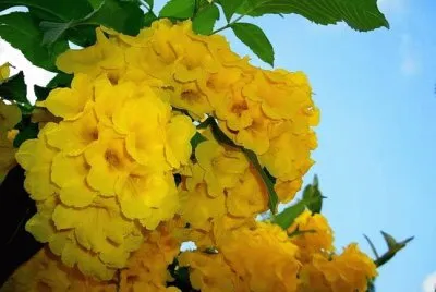 Flores Amarillas jigsaw puzzle