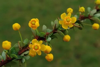 Flores Amarillas jigsaw puzzle