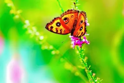 Mariposa jigsaw puzzle