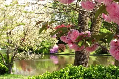 Flores