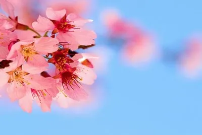 Flores jigsaw puzzle
