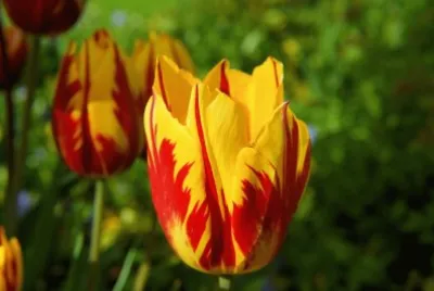 Flores jigsaw puzzle