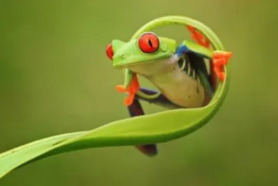 Ranita