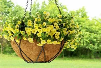Flores