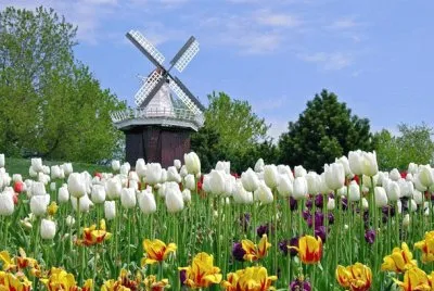 Molino   Flores jigsaw puzzle