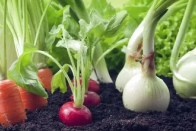Verduras
