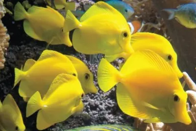 Peces Amarillos