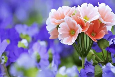 Flores jigsaw puzzle