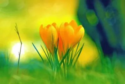 Flores jigsaw puzzle