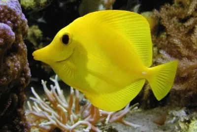 Pez Amarillo