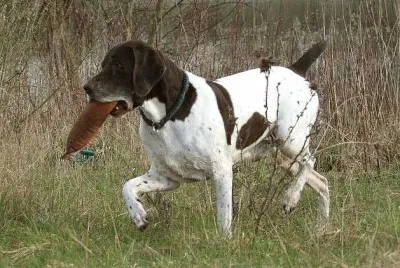 Bracco francese tipo gascogne