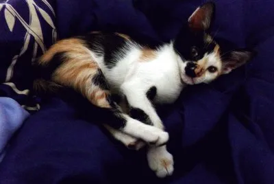 gatita tricolor ambar
