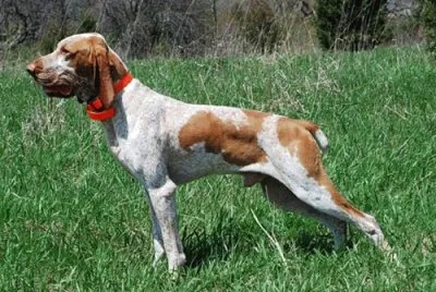 Bracco italiano