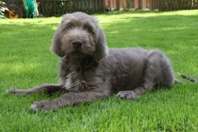 Bracco slovacco a pelo duro