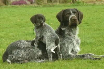 Da ferma boemo a pelo ruvido