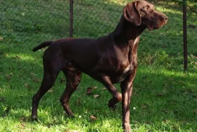 Da ferma tedesco a pelo corto