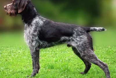 Da ferma tedesco a pelo  duro