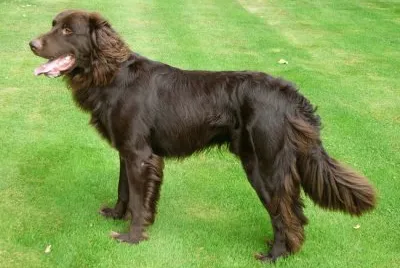 Da ferma tedesco a pelo lungo