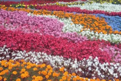 flores jigsaw puzzle