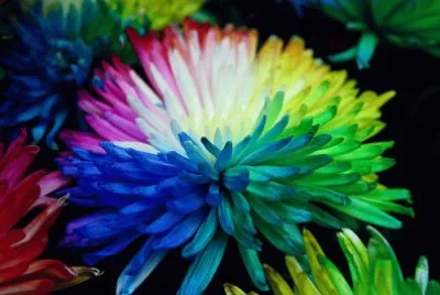 èŠ±æŸ“ jigsaw puzzle