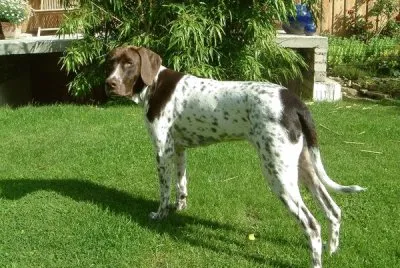 Gammel dansk honsenhund