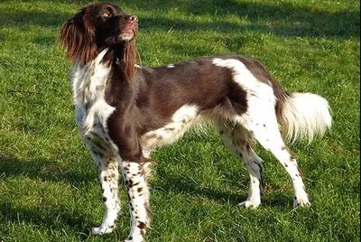 Piccolo muesterlander