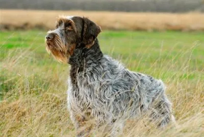 Griffone a pelo duro