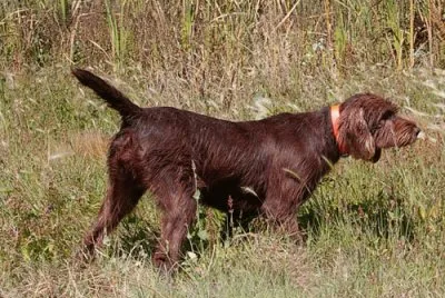 Pudel pointer