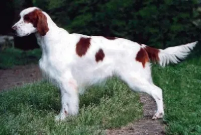 Setter irlandese rosso e bianco